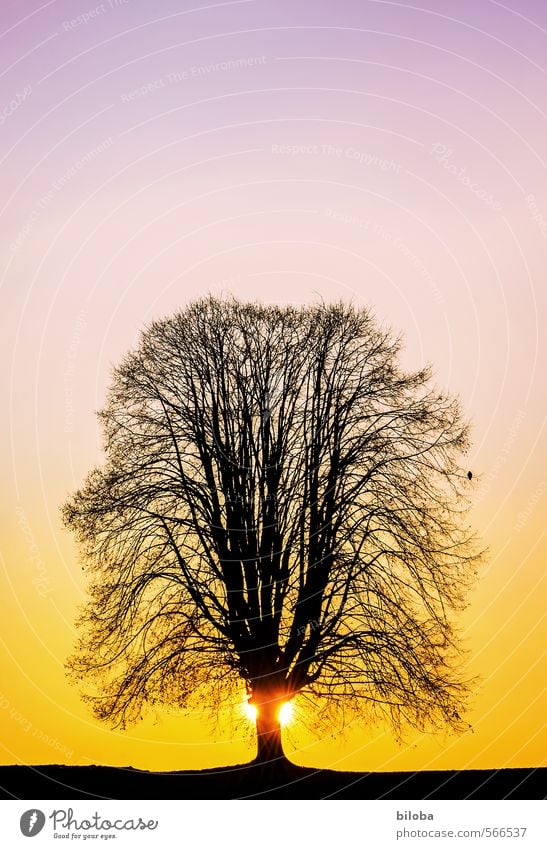Tree on the horizon in the backlight of a sunset with a lonely bird on a branch. tree Sunset Sunrise Back-light Horizon Silhouette Lime tree Nature Plant Moody