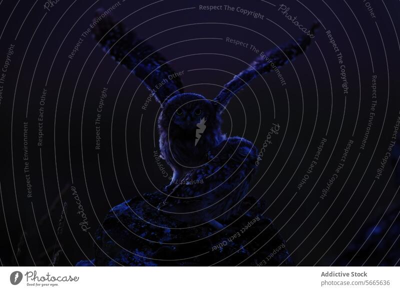 Two small owls on a rock one with wings outstretched under a dark night sky Owls silhouette wildlife nature bird nocturnal feather animal avian dusk evening