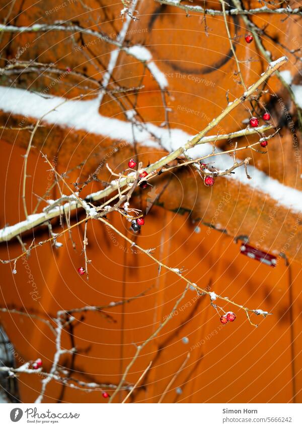 Still life of a winter night in urban surroundings Still Life Winter Branch Berries Orange Snow Pattern Infrastructure Refuse disposal thorns Cold Shadow