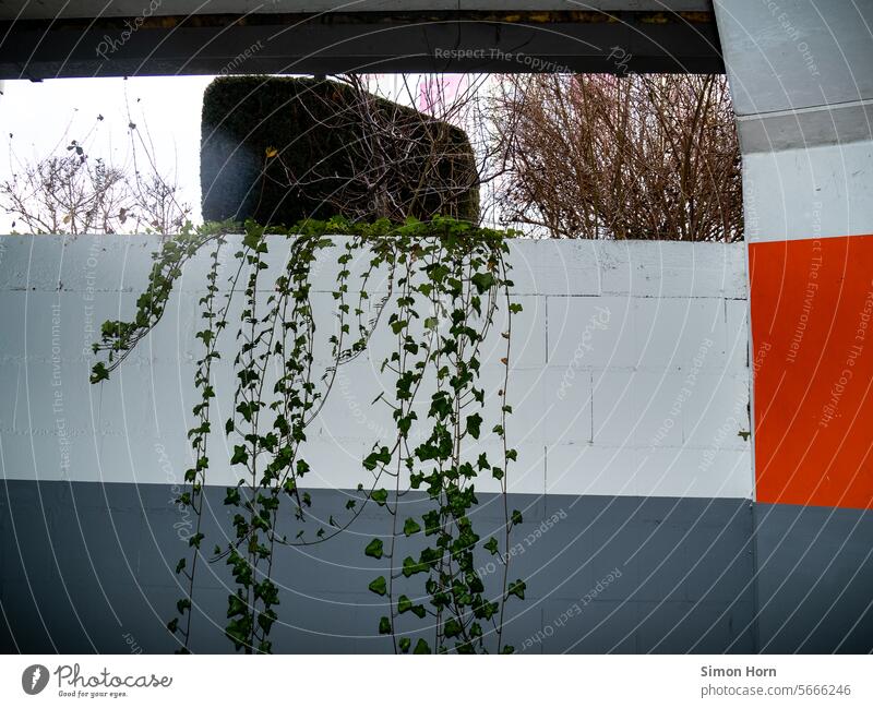 View from an underpass into bright daylight Underpass Wall (barrier) Hatch Upward Freedom Silver lining Overgrown hanging plant platon Cave below Hiding place