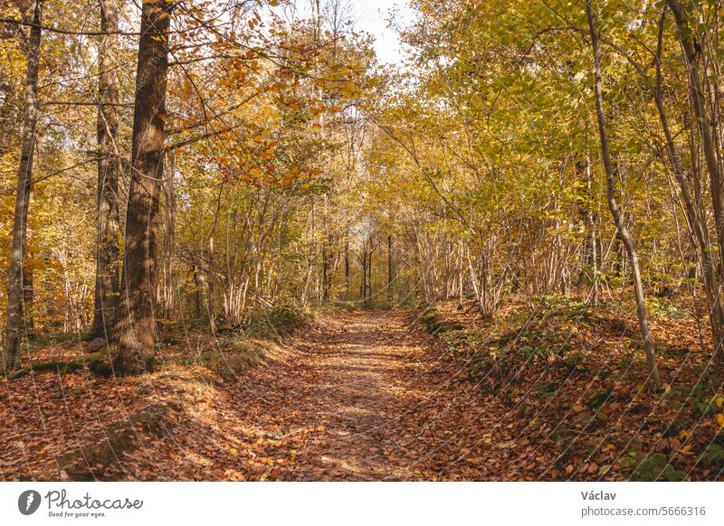 Colourful autumn forest in the Brabantse Wouden National Park. Colour during October and November in the Belgian countryside. The diversity of breathtaking nature