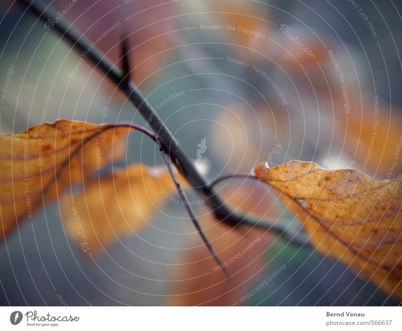 Branch Autumn Leaf Twigs and branches Leaf bud colorful. black Brown Orange Blur Close-up Blue Rachis Nature Plant Forest To go for a walk Relaxation