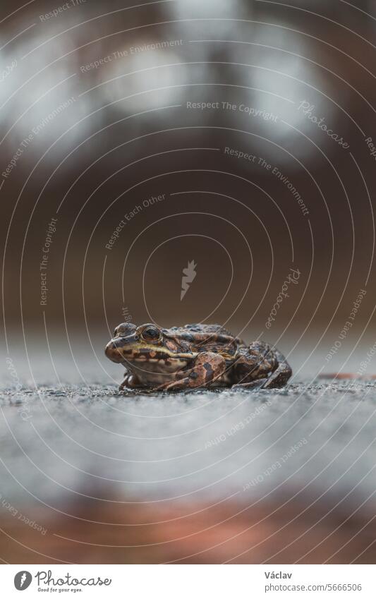 Close-up of the short-legged toad, Epidalea calamita in Grenspark Kalmthoutse Heide near Antwerp in northwest Belgium epidalea calamita reptile natterjack toad