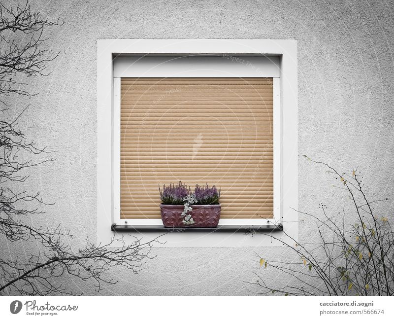 Home sweet home Environment Autumn Bushes Window Roller shutter Window box Simple Kitsch Gloomy Town Gray Orange Safety Protection Safety (feeling of) Calm
