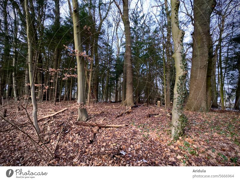 Even more forest Forest trees Tree Winter Autumn foliage leaves Woodground Undergrowth Tree trunk Landscape
