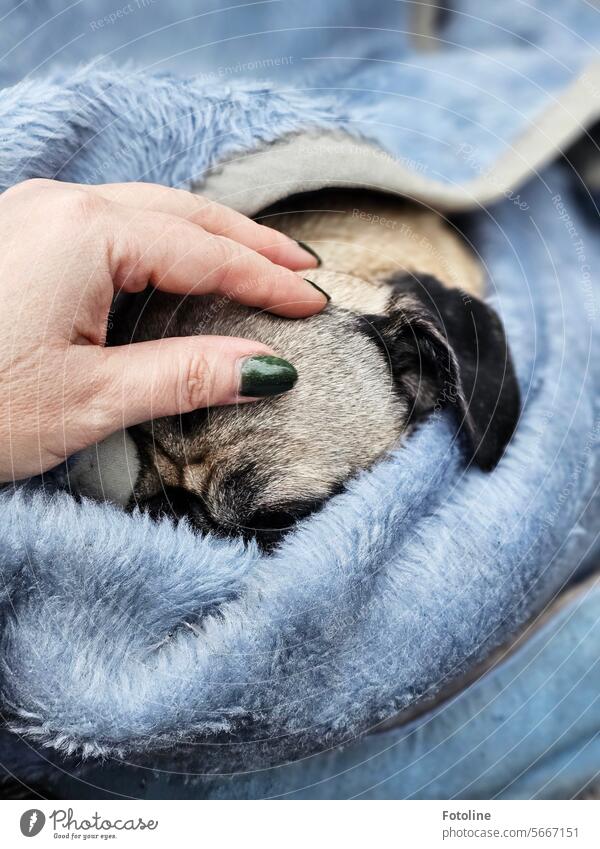 A little pug snuggles up in the blue cozy blanket. I couldn't help myself, I just had to stroke him. Pug Dog Pet Animal Exterior shot Animal portrait Day