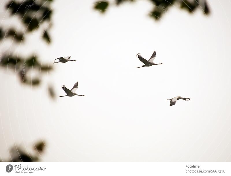 Cranes fly elegantly along the sky. Bird Migratory bird Migratory birds Sky Wild animal Autumn Freedom Exterior shot Flock Animal Flock of birds