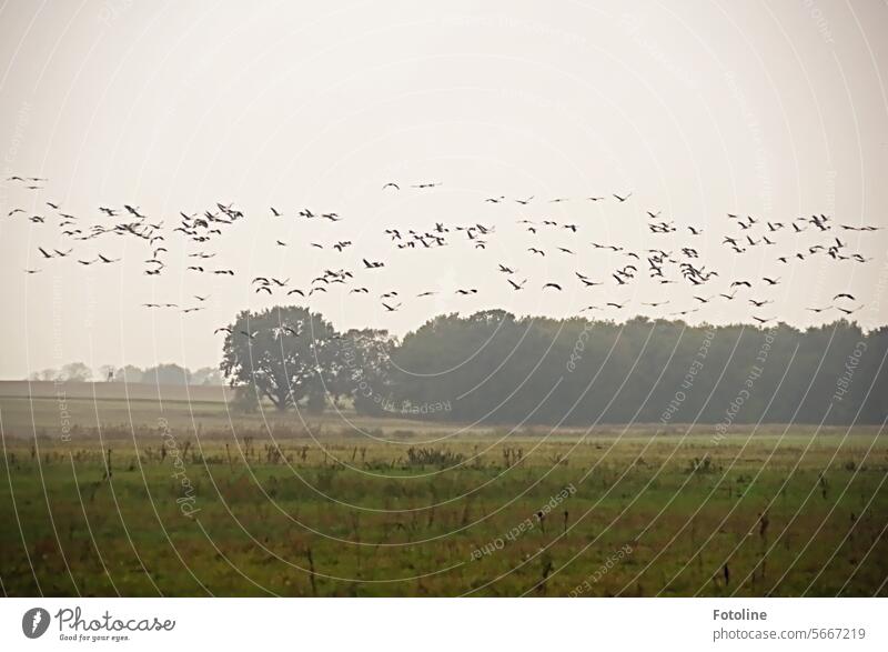 What a hustle and bustle in the sky. A huge flock of cranes is flying along the sky. Do they want to land on the meadow or do they fly on? I no longer know.