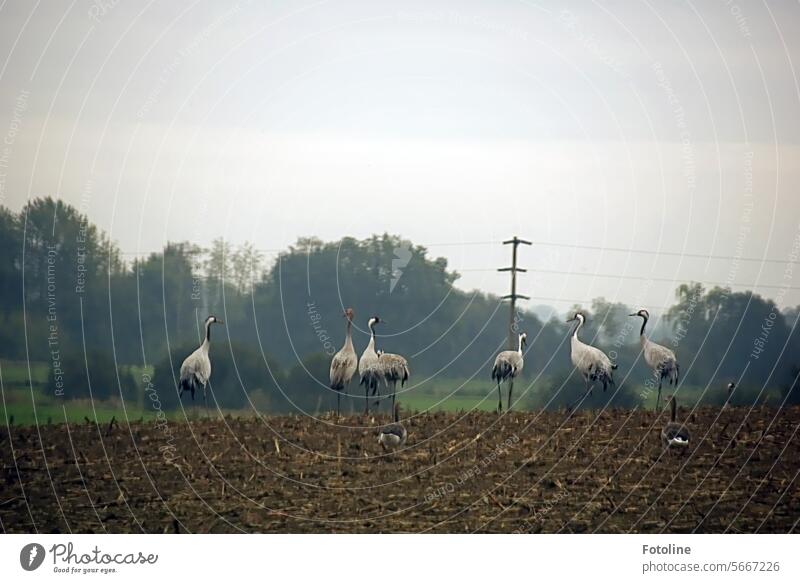 Cranes stand on a harvested field. In the background are an electricity pylon and a forest. Bird Migratory bird Migratory birds Sky Wild animal Autumn Freedom