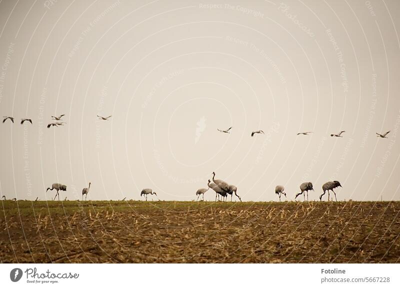 The flock has landed and more cranes are still flying in to feed in the field. Crane Flying Bird Sky Wild animal Exterior shot Animal Freedom naturally