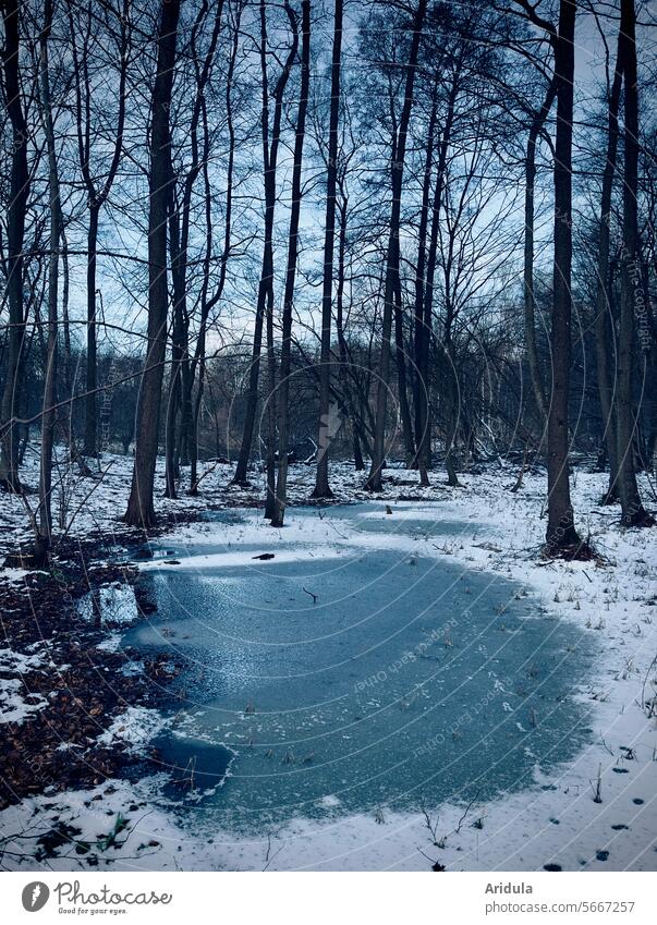Frozen forest puddle Forest Water Ice Winter Puddle Cold Frost Snow White Lake Freeze trees Tree Idyll Winter's day Winter mood Landscape