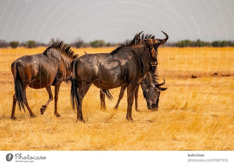 What are you looking at? horns Love of animals Animal protection wildbeast Gnu aridity Savannah Grass Impressive especially Landscape Nature Freedom Adventure