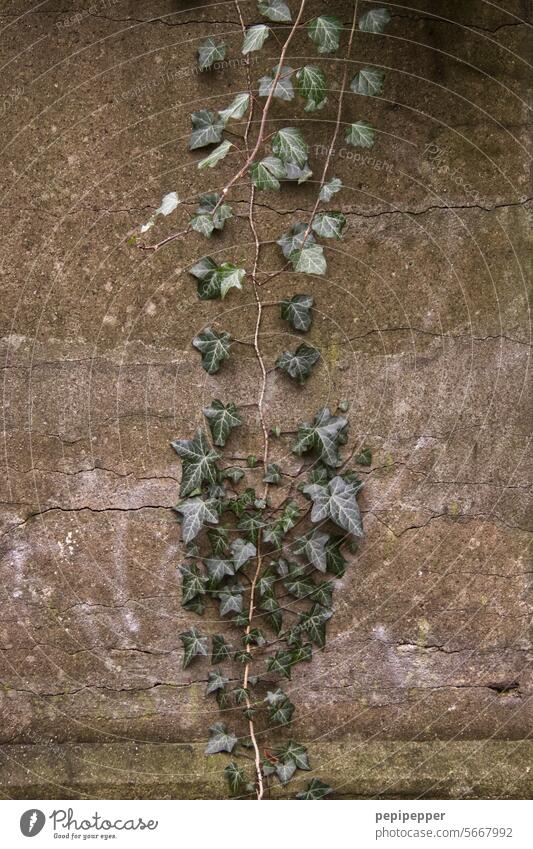 Ivy on an old wall ivy leaves Ivy vines ivy leaf ivy vine Ivy Wall efeupflanze Green Plant Nature Exterior shot Colour photo Wall (building) Leaf Tendril Growth