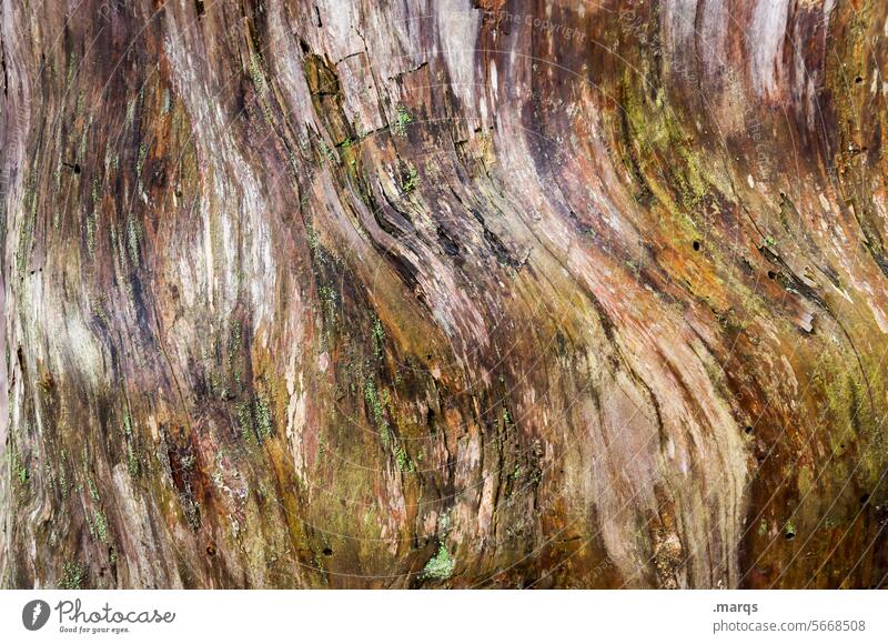 Art on the tree Tree trunk Tree bark Growth Structures and shapes Pattern Detail Close-up Wood naturally Environment Nature Sustainability sustainability