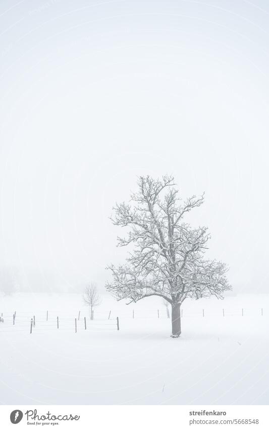 Winter fog tree Tree Snow Fog White Field Fence Cold Landscape Nature Exterior shot Deserted Ice Subdued colour Frost Snowscape Plant Gray Monochrome