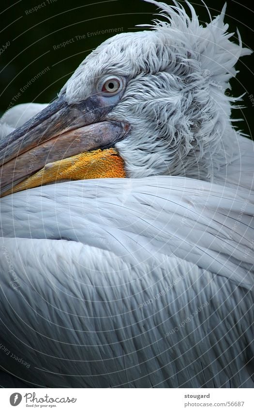 pelican Florida Zoo animal bird dockside fishing ocean sea seacoast vacation