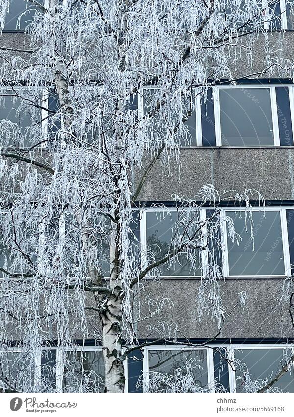 Icy cold Tree Winter Cold icily High-rise Facade Ice Exterior shot White Frost Snow Frozen chill Winter mood Winter's day Freeze winter Ice crystal Window