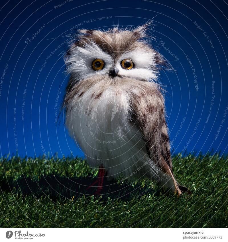 night owl Night at night Dark Evening Lawn sedentary Studio shot Blue Light Miniature Humor feathers feathered
