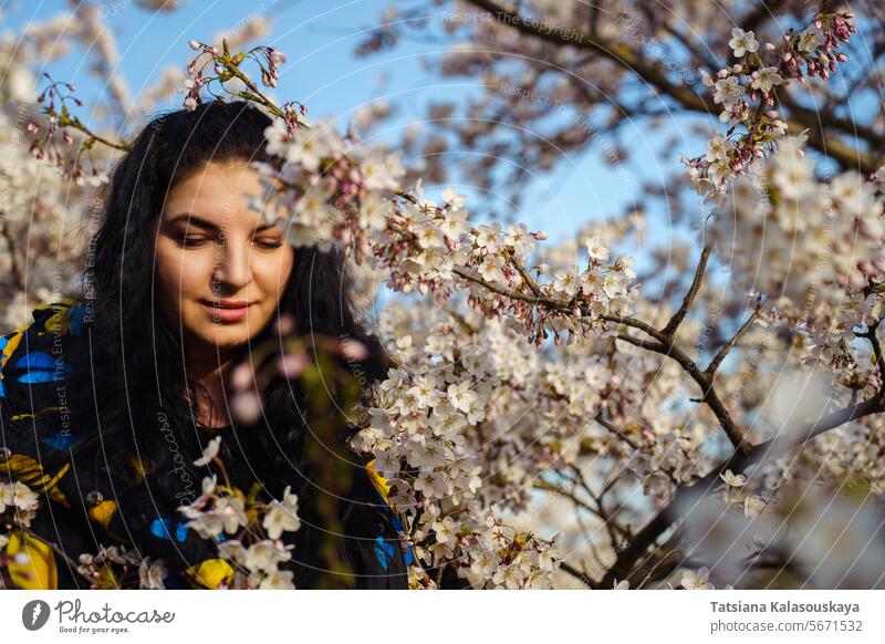 Falling Cherry Blossoms Photo Of To The Ground Backgrounds