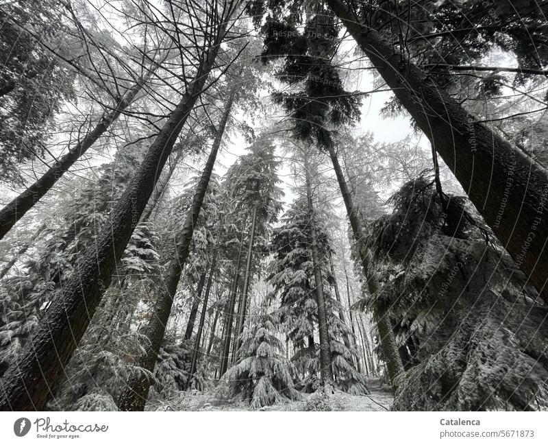 Snow in the forest Frost Environment Seasons Winter mood chill silent Dark Snow layer conifers spruces firs Forest winter weather Nature Sky trees Day daylight