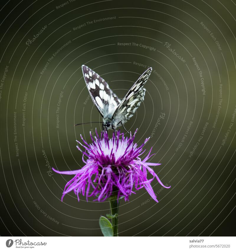Butterfly in black and white with checkerboard pattern Checkered Butterfly Knapweed purple black-and-white lepidoptera melanargia galathea Ladies board