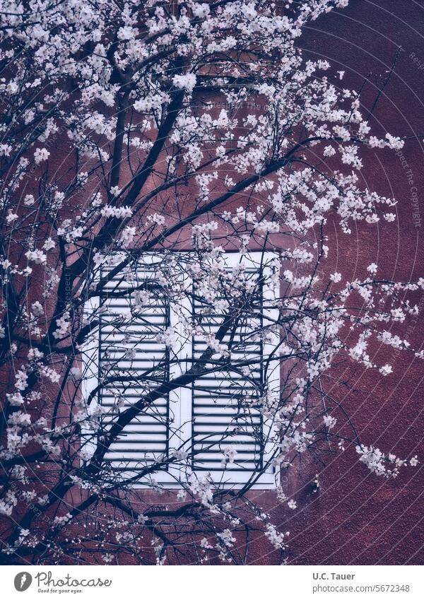 Spring outside the window red wall Window white window branches twigs Blossoming blossoms Tree Twigs and branches Exterior shot spring shutters Closed