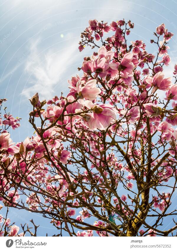 magnolia Bud Magnolia plants Magnolia blossom Twigs and branches Blossoming Spring fever Nature Pink elegance Smooth Purity Soft heyday Botany Magnolia tree