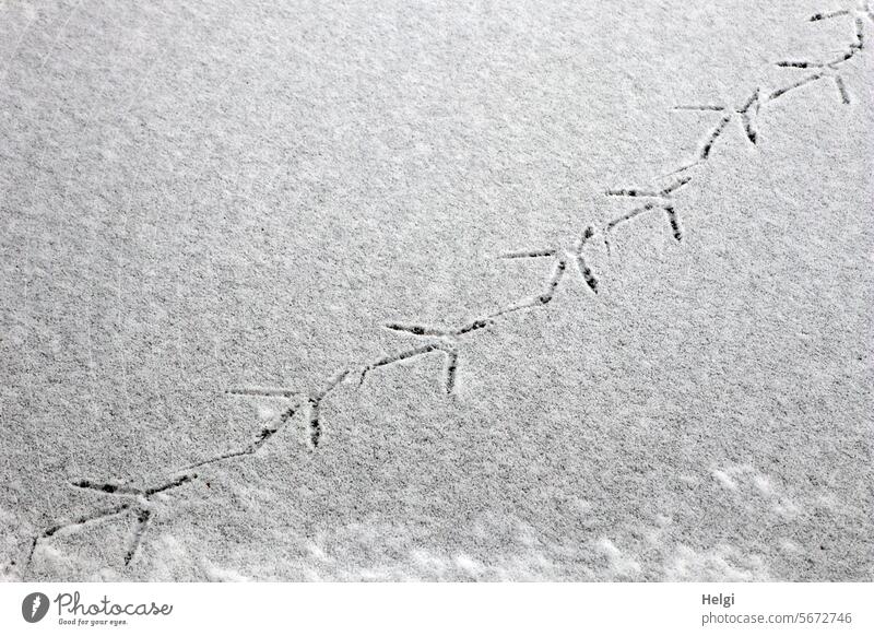 Tracks on the snow-covered ice bird tracks Ice Snow chill Winter Frost Frozen Lake Cold Nature White Winter mood Winter's day Freeze Exterior shot Seasons