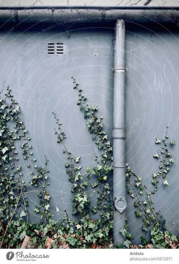 Ivy on gray wall with gutter and pipe Wall (building) Rain gutter Wall (barrier) Green Gray wax Creeper Plant Overgrown Tendril Leaf Foliage plant Old Growth