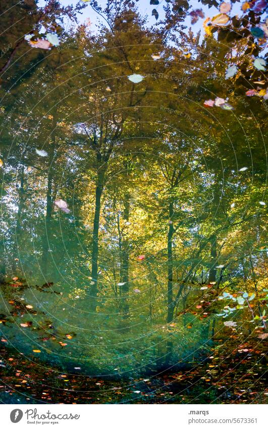 Luminous pond Reflection Forest Peaceful naturally Environment Pond colourful Leaf Yellow leaves Nature Holiday season Autumn Seasons Illuminate