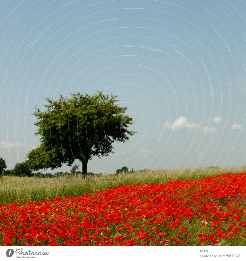what spring feels like Relaxation Trip Environment Nature Landscape Plant Sky Spring Summer Beautiful weather Tree Flower Grass Blossom Poppy Poppy blossom