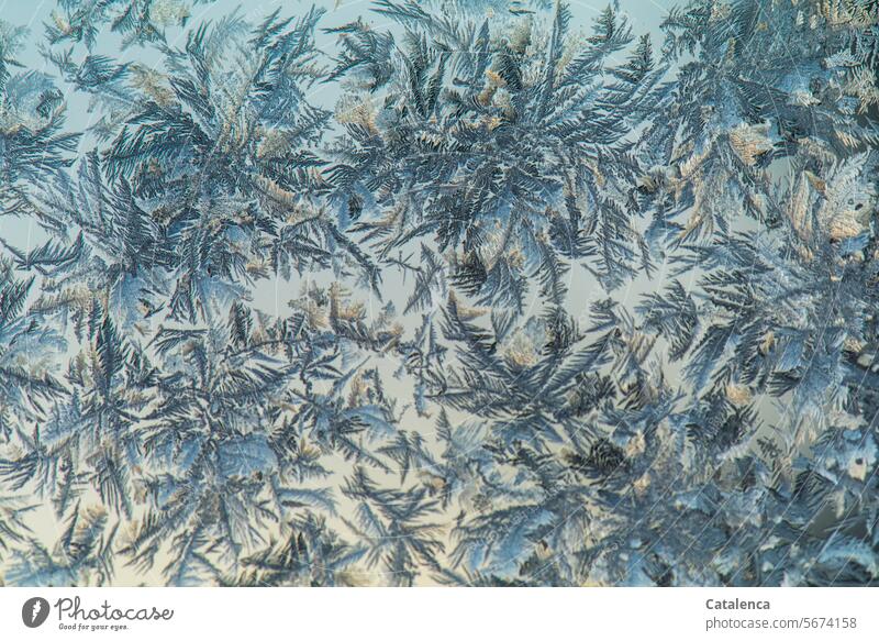 ice crystals daylight Day Winter's day Winter mood chill Frost Weather Season Nature structure frogs Hoar frost winter Freeze Blue Gray