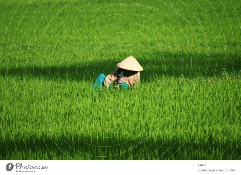 c&#417;m - rice Vietnam Paddy field Rice farmer Asia Cambodia Laos Thailand Bali Indonesia China Green Farmer