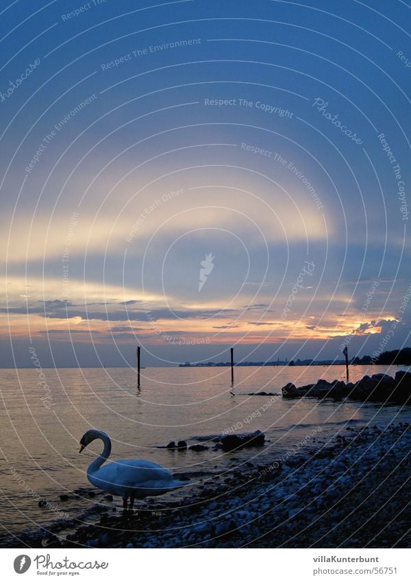 swan's life Swan Lake Sunset Moody Clouds Animal Beach Light Federal State of Vorarlberg Landscape Lake Constance lake of constanze Coast Sky