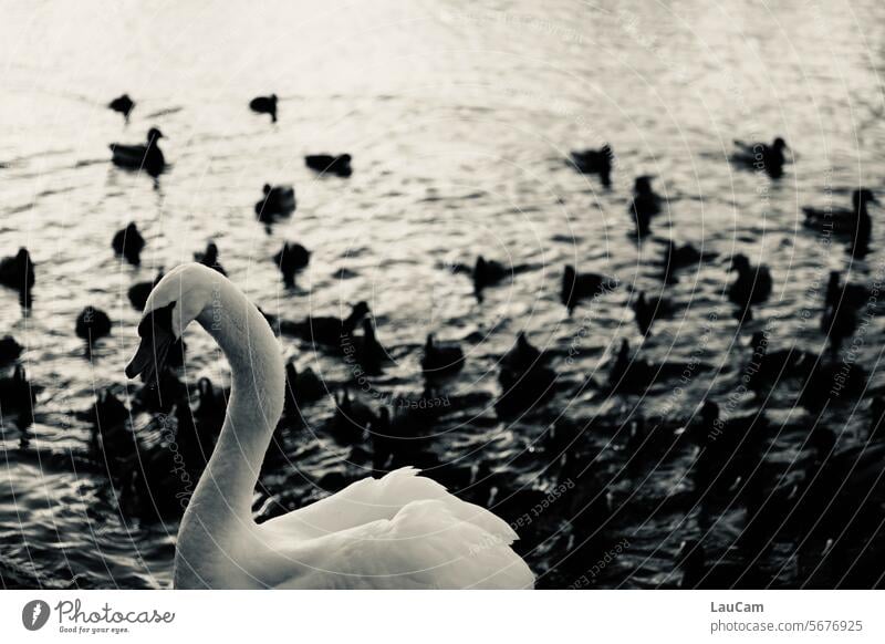 Outsider - one swan among many coots White Swan Coots birds Lake plumage Swan Lake Beak Feather Contrast Rich in contrast Elegant Group of animals be afloat