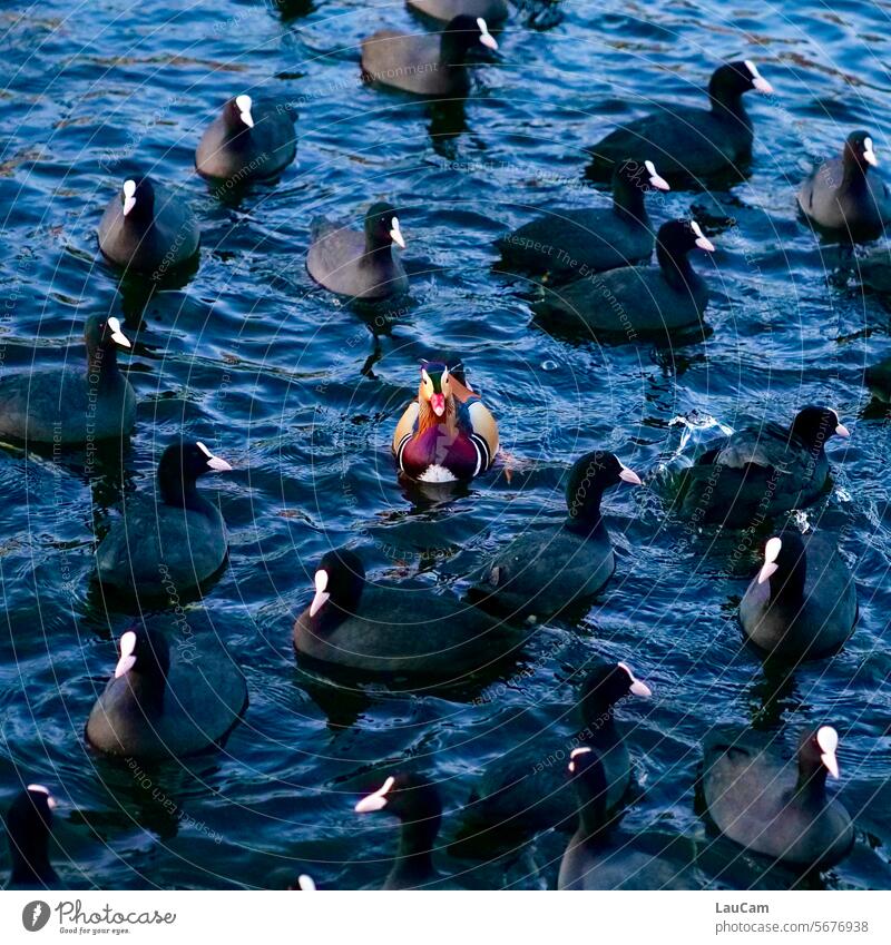 unique - Mandarin duck alone among coots Coots Uniqueness prominent Bird Exterior shot Animal Duck by oneself Duck birds Water Lake be afloat Muddled