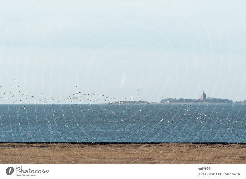 Calm panoramic shot of a flock of birds at sea with the island of Neuwerk on the horizon Flock of birds Seabirds North Sea coast Flying Horizontal wide vision