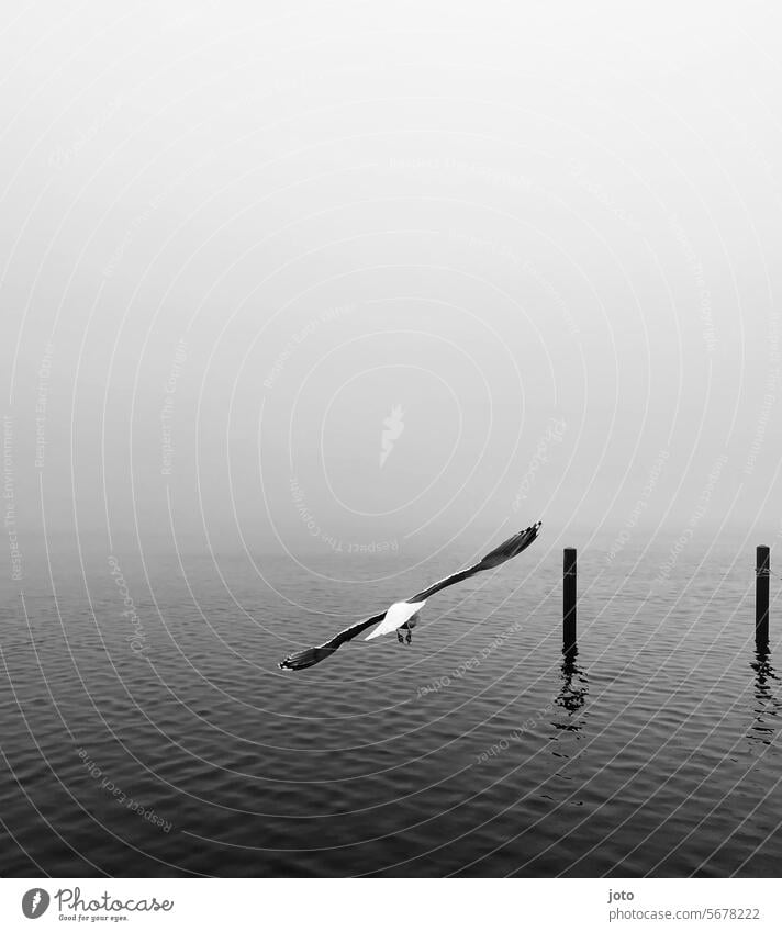 Seagull flies over the sea and bollards are reflected in the water Autumn Autumnal Dreary Nature Gloomy October November November weather october weather