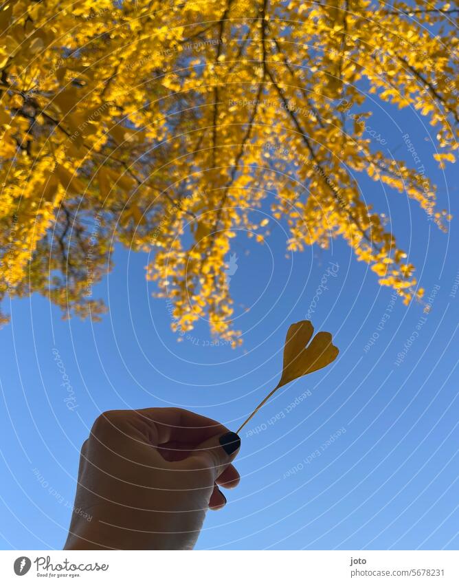 Heart of a ginkgo leaf in a hand in front of a blue sky Heart-shaped Love Vacation good wishes Vacation mood Declaration of love Romance Loyalty affectionately