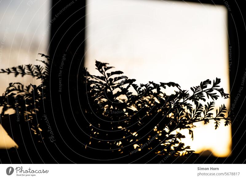 Silhouette of a houseplant backlit by the rising sun Plant Fern Back-light Sunrise Mood lighting Houseplant Sunlight outline Contrast beginning of the day New