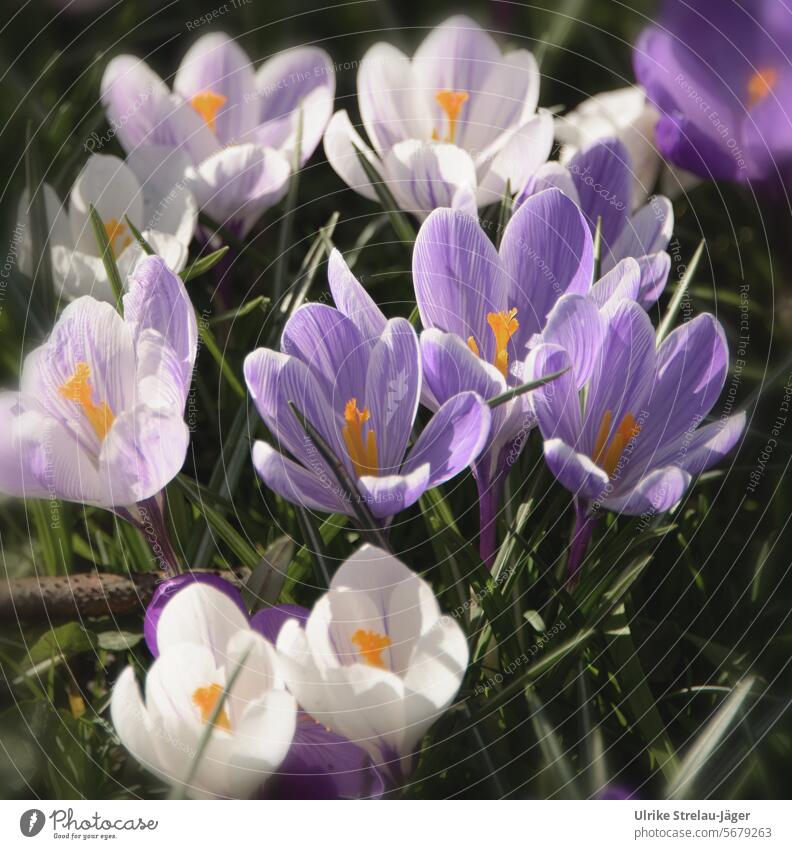 Spring | Crocuses in purple and white blooming spring flower Spring flower naturally Spring fever Nature Spring flowering plant Blossom crocus flowers