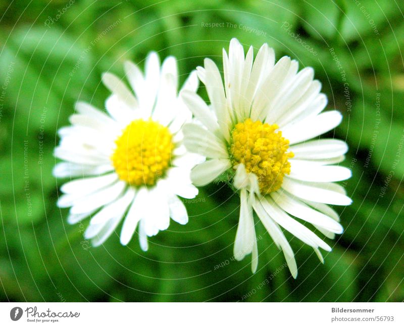 daisies Daisy Flower Blossom Meadow Summer Green Yellow flowers Macro (Extreme close-up) Detail Close-up Nature