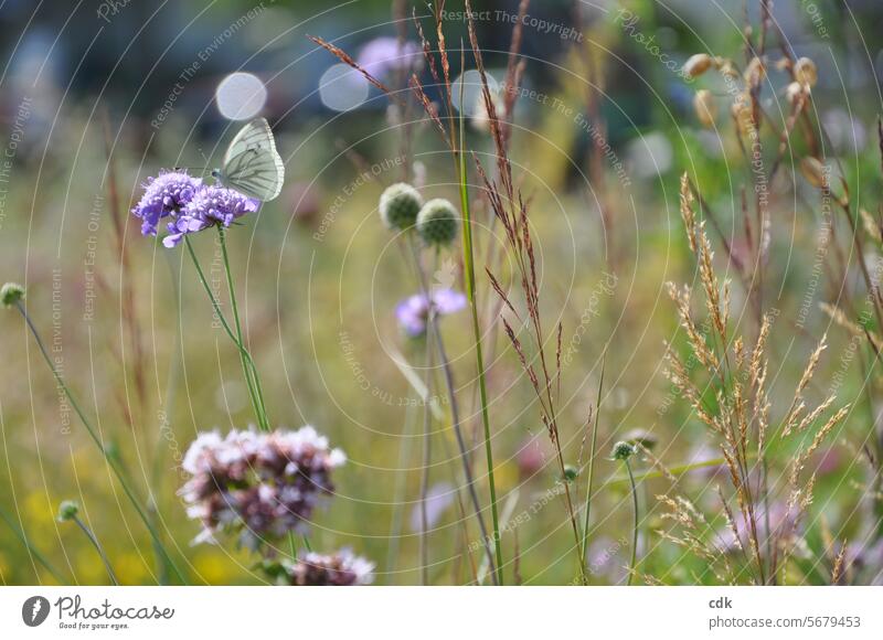 Longing for summer | enjoy the light-heartedness and ease. Summer summer meadow grasses Meadow Flower meadow wildflower meadow Butterfly blossoms Blossom Grass