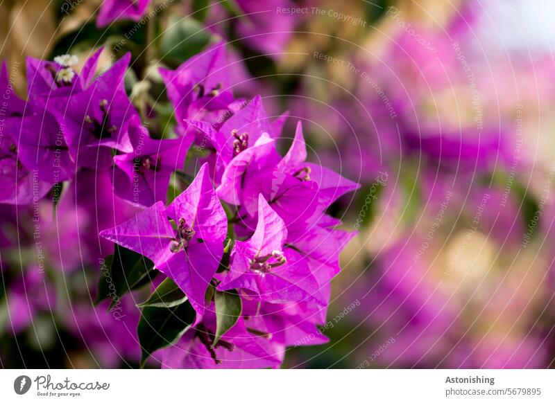 flowers Flower Blossom purple Violet Plant wax Summer Colour Green Blossom leave Nature Garden Spring Blossoming naturally Close-up pretty Colour photo