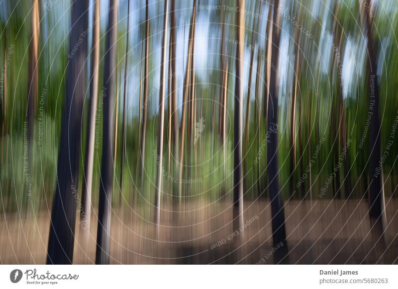 Abstracted forest lines Forest Trees Green trees Nature Environment Exterior shot Landscape Colour photo Deserted Day Tree trunk Environmental protection