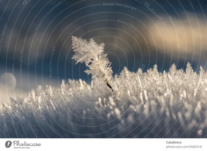 ice crystals January Climate Winter's day Seasons Ice crystal Blue daylight Day structure Frozen pretty chill Frost Winter mood winter Hoar frost Weather Cold