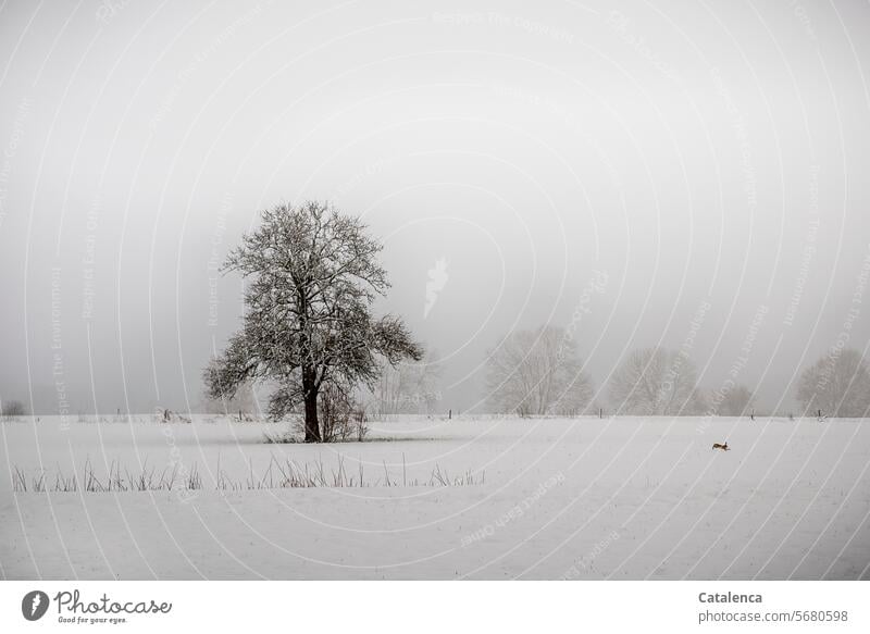 Winter landscape with hare Snow layer daylight Day White Winter's day Calm Winter mood chill Frost Horizon Sky Hedge Tree Meadow Weather Season fauna flora