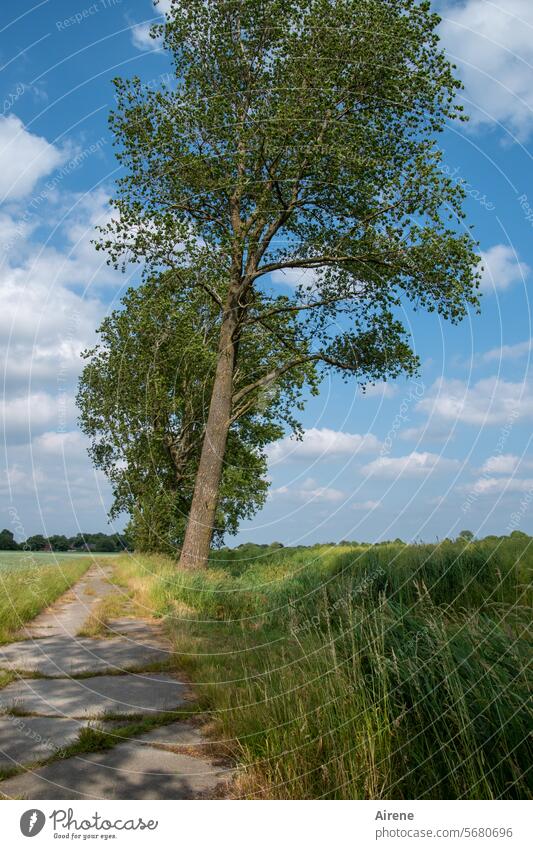 little used lane Lanes & trails poplar avenue idyllically Beautiful weather Tree Hiking tranquillity relaxing Landscape Meadow Comforting silent Deserted