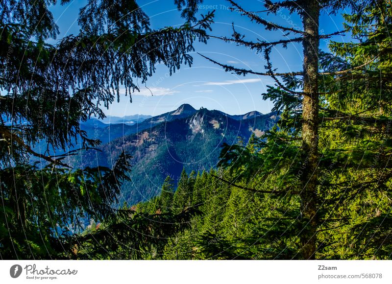 transparency Hiking Environment Nature Landscape Sky Autumn Beautiful weather Tree Bushes Forest Alps Mountain Peak Far-off places Tall Natural Adventure