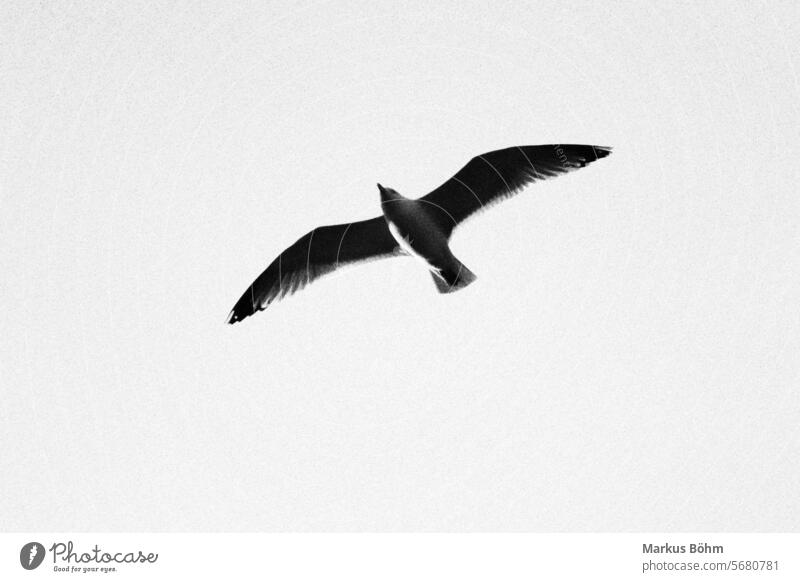 A seagull photographed in black and white. The picture has something different, it looks really good. Animal Seagull Bird Flying Air animal world Bonn beuel